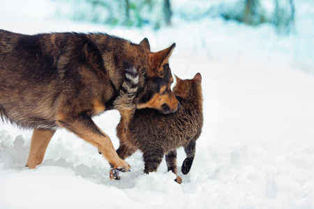 狗和猫一起玩户外在雪中