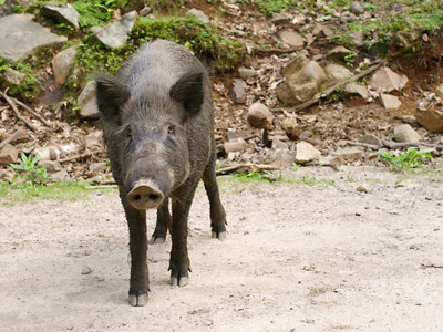 野生动物被关在加拿大野生猪