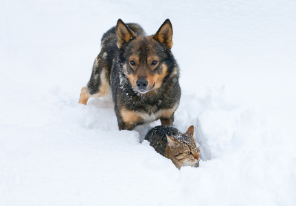 狗和猫玩雪