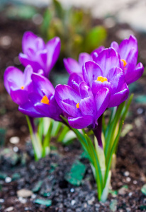紫色红花在春天开花