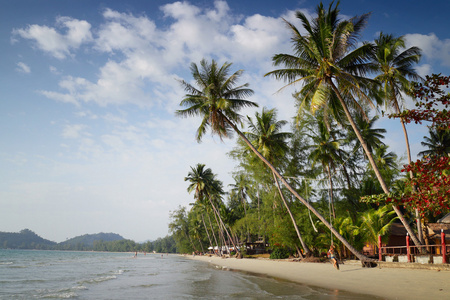 热带沙滩的棕榈树。象岛泰国
