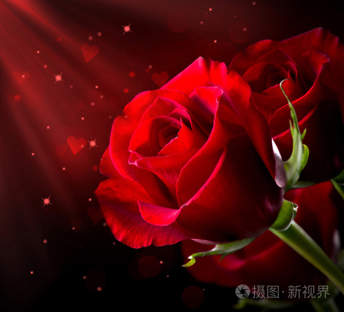 红色的玫瑰花朵上黑色孤立情人节的时候