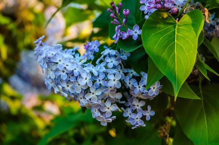 春天紫丁香花与绿枝