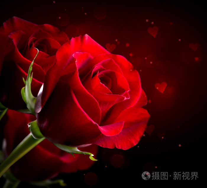 红色的玫瑰花朵上黑色孤立情人节的时候