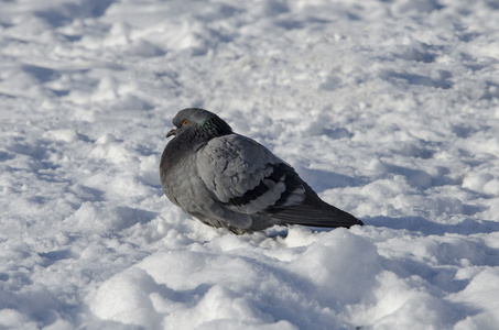 灰色的鸽子在雪地上