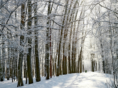 在阳光灿烂的冬天森林的途径