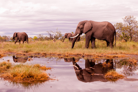 非洲大象饲喂
