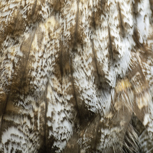 巨大的灰色猫头鹰的羽毛
