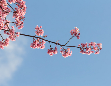 粉红色的樱花樱花