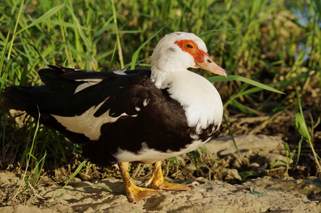 红头鸭的肖像普通的潜鸭-潜鸭属费琳娜-一副美丽的