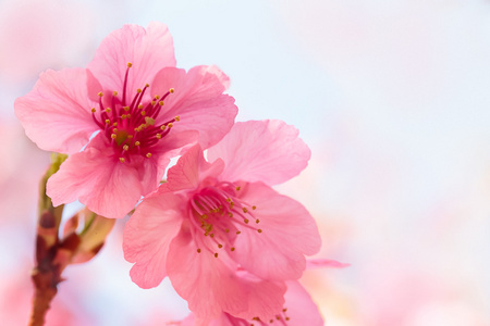 粉红色的樱花樱花