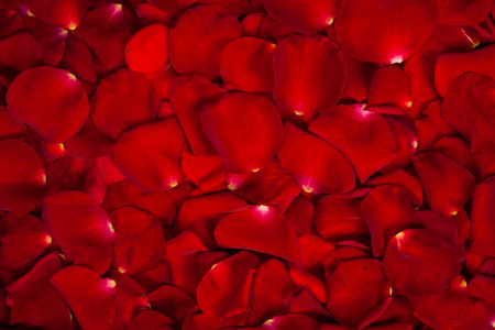 美丽的红玫瑰花瓣