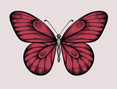 美丽的蝴蝶在复古风格。手绘轮廓线和描边