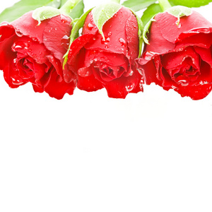 三朵红玫瑰花蕾与水滴