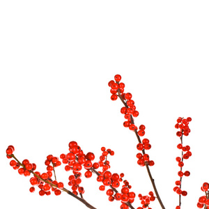 圣诞主题植物 aquifolium