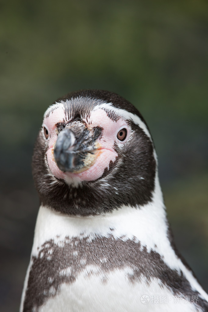 洪堡企鹅的头的肖像