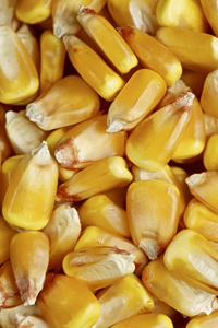 玉米背景