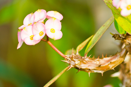 冠的荆棘花特写