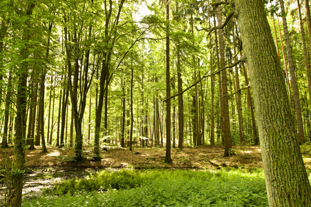 groe Bume im Wald