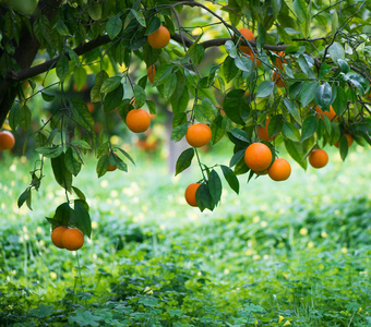 橙色军团在一根树枝