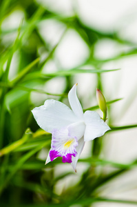 小小的白色的兰花花特写