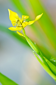 小小的黄色的百合开花特写