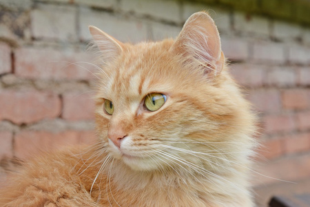 肖像姜只漂亮的猫