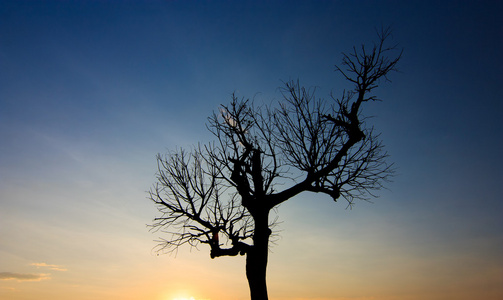 在日落时的一棵枯树的剪影