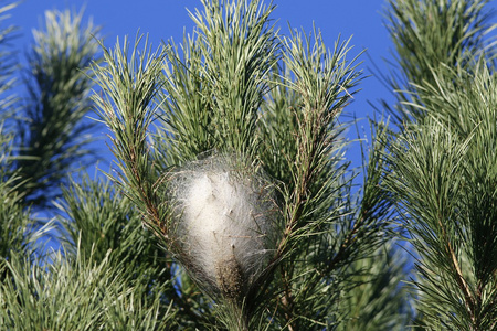 毛毛虫的巢穴图片