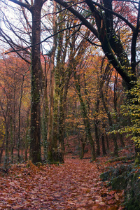 森林与多彩的秋天树叶