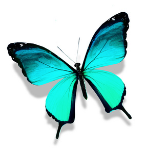 蓝绿松石蝴蝶