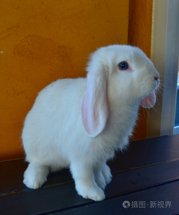 漂亮的白色兔子耳朵