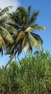 棕榈树和，瓜德罗普岛，加勒比海