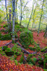 秋天塞尔瓦德绝壁山毛榉丛林在比利牛斯西班牙纳瓦拉