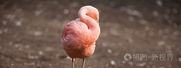 粉红色的火烈鸟