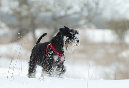 雪纳瑞犬在雪地上