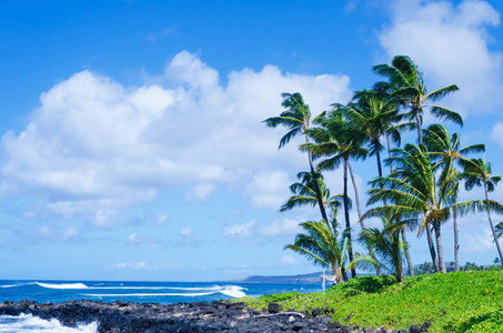 在夏威夷海滩上的椰子棕榈树