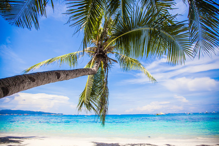 椰子棕榈树白色的沙滩上
