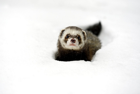 森林雪貂