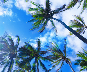 在夏威夷椰子棕榈树