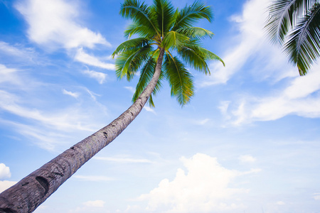 椰子棕榈树在沙滩背景蓝色天空