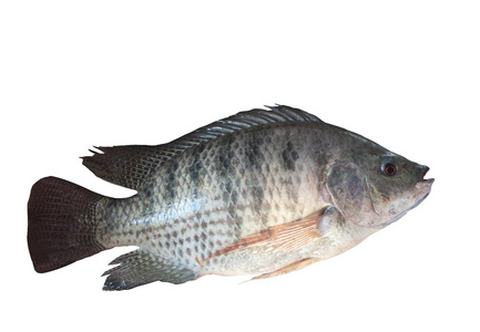 尼罗河鱼侧视图尼罗河鱼孤立的白色背景照片