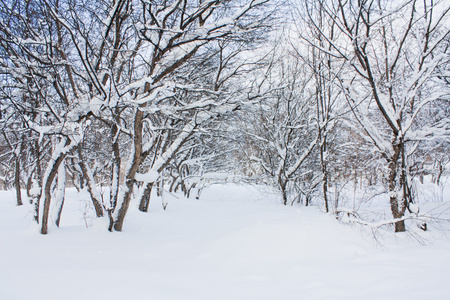 雪盖的树