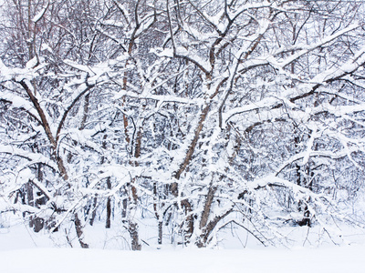 雪盖的树