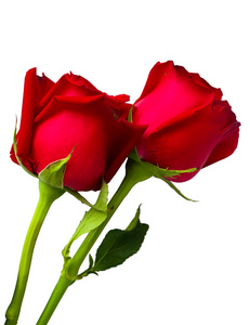 孤立的两个美女红玫瑰