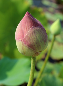 莲花萌芽