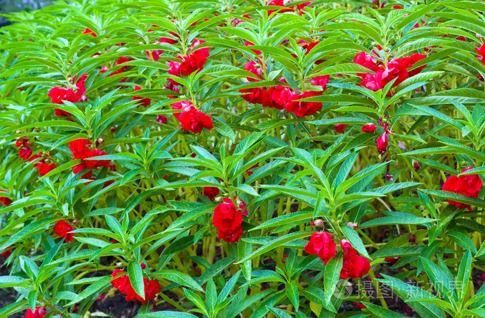 红色凤仙花,凤仙花凤仙花属植物花