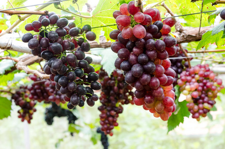早熟葡萄在葡萄藤上