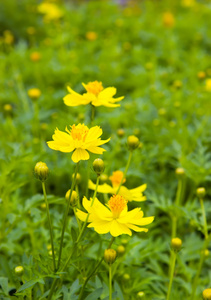 绿色的田野黄波斯菊