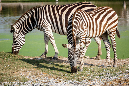 吃草的斑马图片-吃草的斑马素材-吃草的斑马插画-摄图新视界